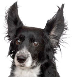 Veterinary services for your pet09